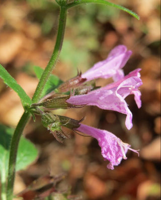 Calamintha nepeta