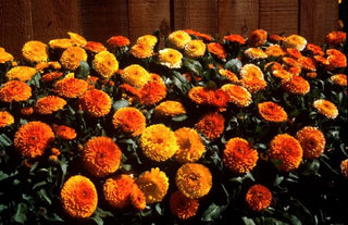 Calendula officinalis <br>CALENDULA, BON-BON MIX