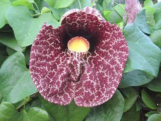 Aristolochia littoralis <br>DUTCHMAN'S PIPE