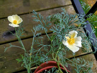 Eschscholzia californica <br>POPPY CALIFORNIA 'WHITE LINEN'