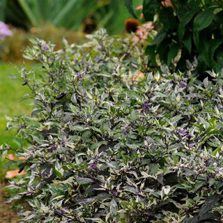 Capsicum annuum <br>PEPPER VARIEGATED MINI ORNAMENTAL CALICO