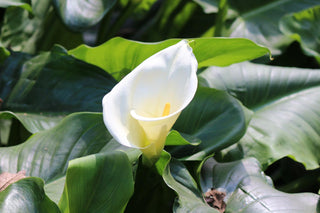 Zantedeschia aethiopica <br>WHITE GODDESS CALLA LILY, ARUM