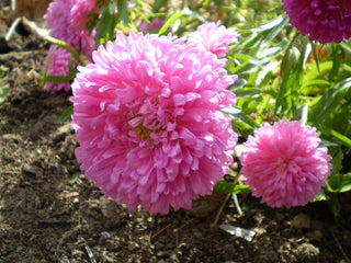 Callistephus chinensis <br>ASTER GIANTS OF CALIFORNIA