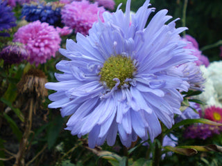 Callistephus chinensis <br>ASTER GIANTS OF CALIFORNIA