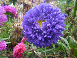 Callistephus chinensis <br>ASTER GIANTS OF CALIFORNIA