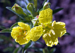 Calylophus serrulatus, Oenothera <br>PLAINS SHRUBBY EVENING PRIMROSE, YELLOW SUNDROPS