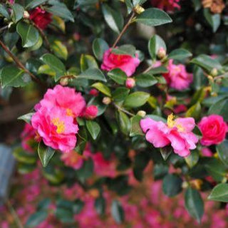 Camellia japonica <br>JAPANESE CAMELIA MIX