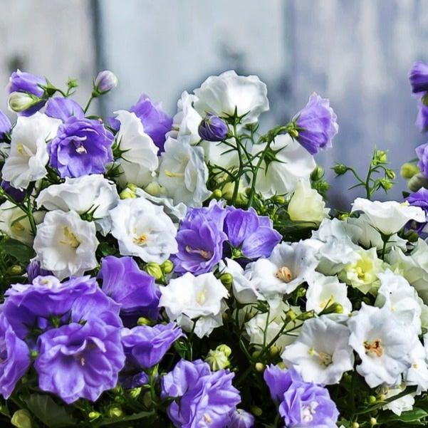 tibetan bell flower seeds for sale Campanula medium DOUBLE FLOWER CANTERBURY BELLS – Ferri Seeds