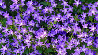 Campanula garganica <br>ITALIAN ADRIATIC BELLFLOWER