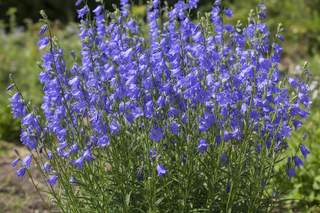 campanula persicifolia blue tall clump of flowers