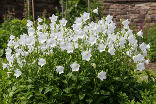 Campanula persicifolia large white flowers clump in garden