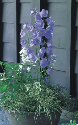 Campanula persicifolia <br>TALL BELLFLOWER, TAKION BLUE