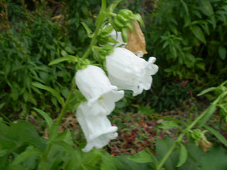 Campanula medium <br>CANTERBURY BELLS, CUP & SAUCER MIX