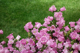 Campanula medium <br>CANTERBURY BELLS, CUP & SAUCER MIX