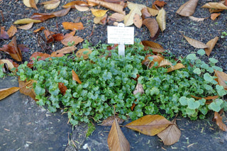 Campanula portenschlagiana, C.muralis <br>DALMATION BELLFLOWER, ALPINE SIBERIAN BELLFLOWER