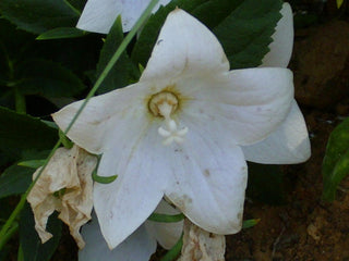 Platycodon grandiflorus <br>BALLOON FLOWER 'FLORIST WHITE'