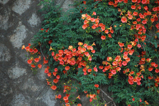 Campsis radicans <br>TRUMPET CREEPER VINE