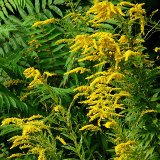 Solidago canadensis <br>CANADA GOLDENROD