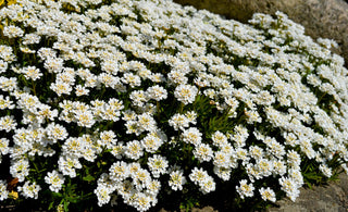 Iberis sempervirens <br>CANDYTUFT