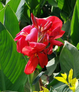 Canna indica <br>CANNA MIX
