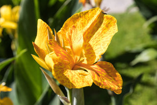 Canna generalis <br>CANNA TROPICAL YELLOW