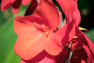 Canna x generalis <br>CANNA SALMON