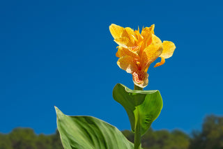 Canna generalis <br>CANNA TROPICAL YELLOW