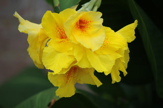 Canna generalis <br>CANNA TROPICAL YELLOW