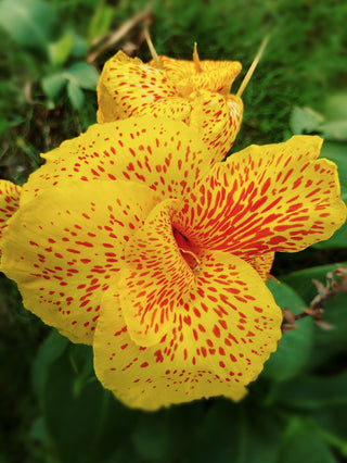 Canna generalis <br>CANNA TROPICAL YELLOW