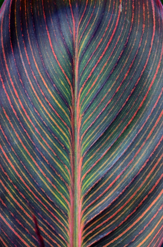 Canna indica <br>CANNA MIX