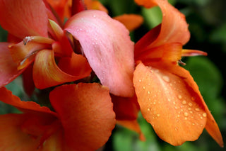 canna-lily-salmon orange seeds