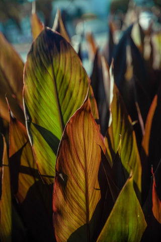 canna bronze