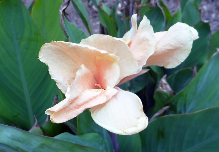 white canna lilies Canna x generalis CANNA WHITE – Ferri Seeds