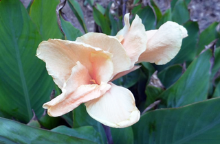 Canna x generalis <br>CANNA WHITE