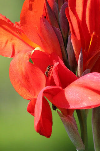 Canna indica <br>CANNA MIX