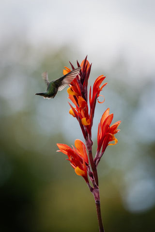 canna seeds