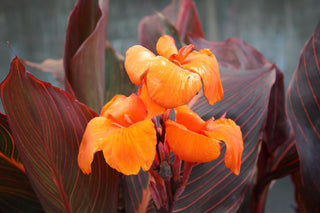 Canna indica <br>CANNA RED/BRONZE LEAVES MIX