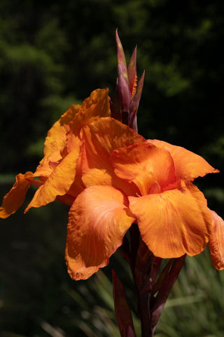 Canna indica <br>CANNA MIX