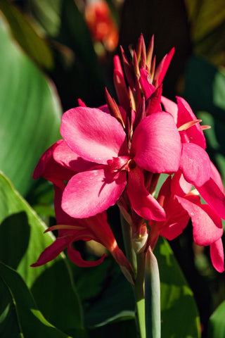canna pink seeds