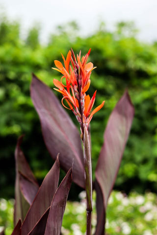 Canna indica <br>CANNA MIX