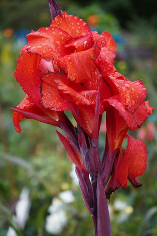 Canna indica <br>CANNA MIX