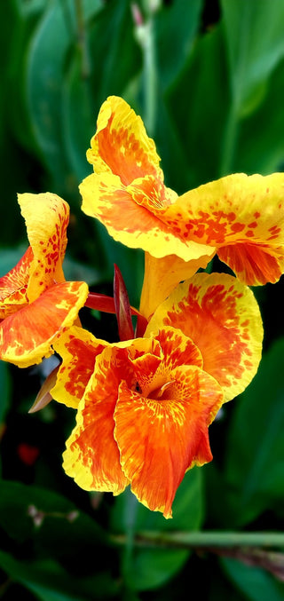 Canna indica <br>CANNA MIX