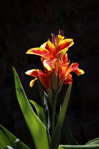 Canna indica <br>CANNA MIX