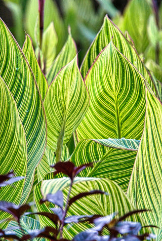 Canna indica <br>CANNA MIX