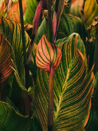 Canna indica <br>CANNA MIX