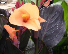 Canna indica <br>CANNA RED/BRONZE LEAVES MIX