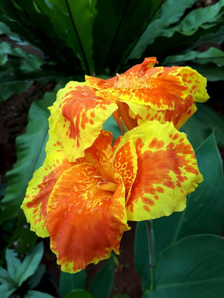 Canna indica <br>CANNA MIX