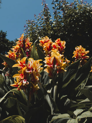 Canna indica <br>CANNA MIX
