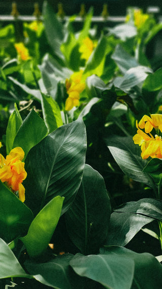 Canna indica <br>CANNA MIX