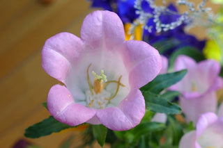 Campanula medium <br>CANTERBURY BELLS, CUP & SAUCER MIX